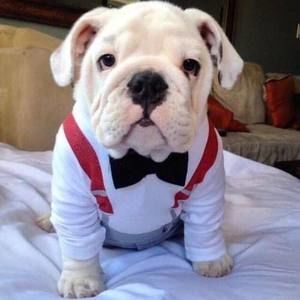 Meet your Posher, Will